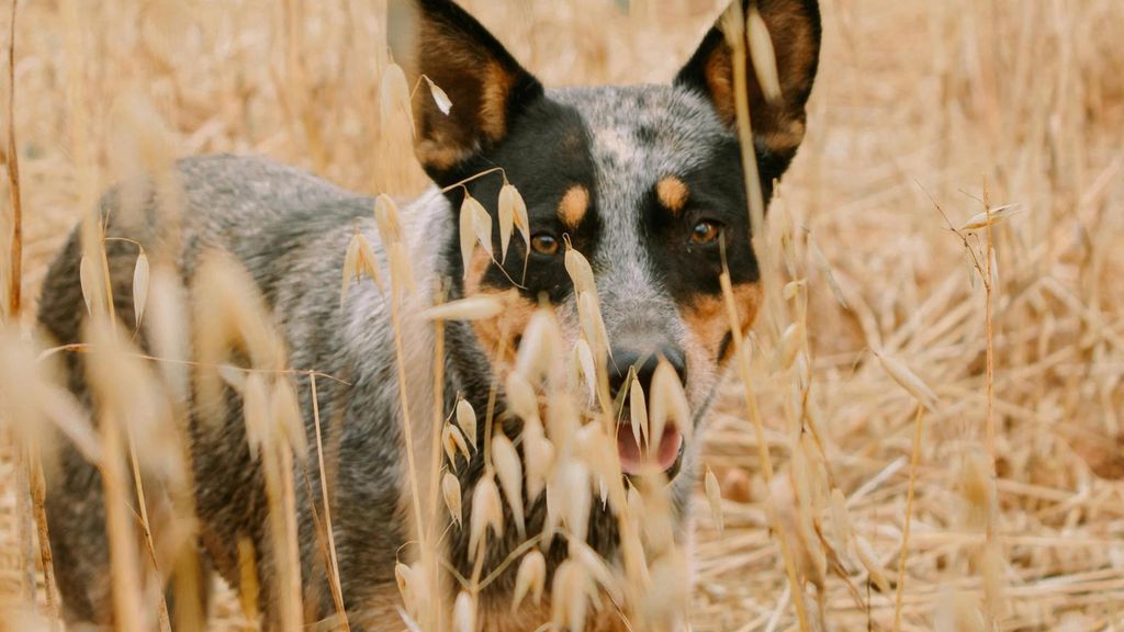 Un perro rodeado de espigas