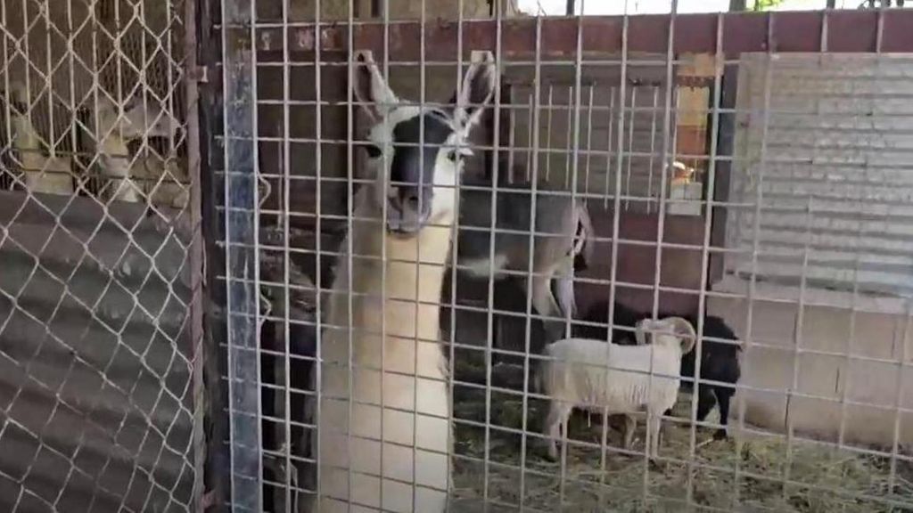 Desmantelan un zoo ilegal con más de un centenares de animales exóticos en Castellón