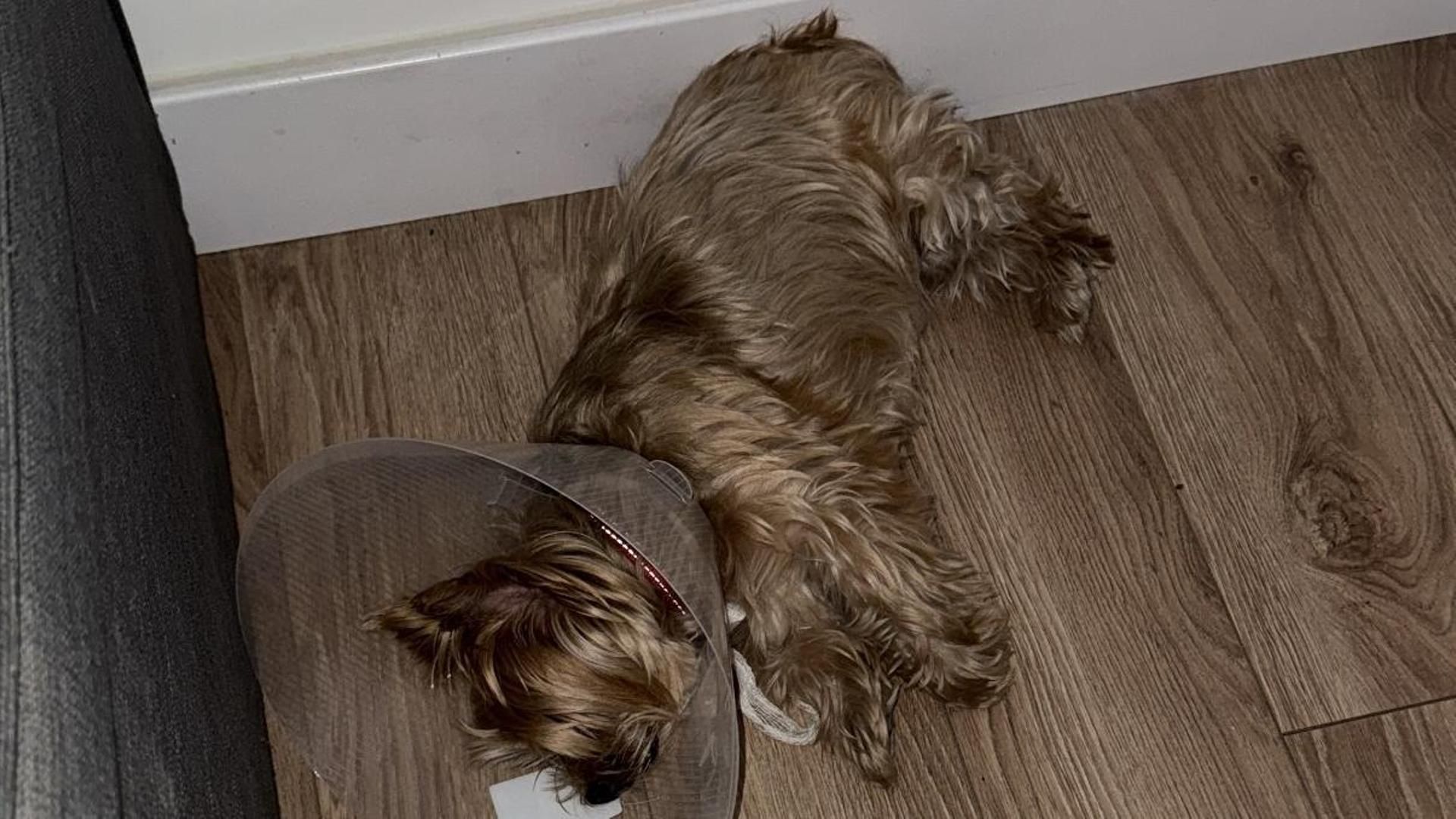 Frigenti da la última hora de la salud de su pequeña