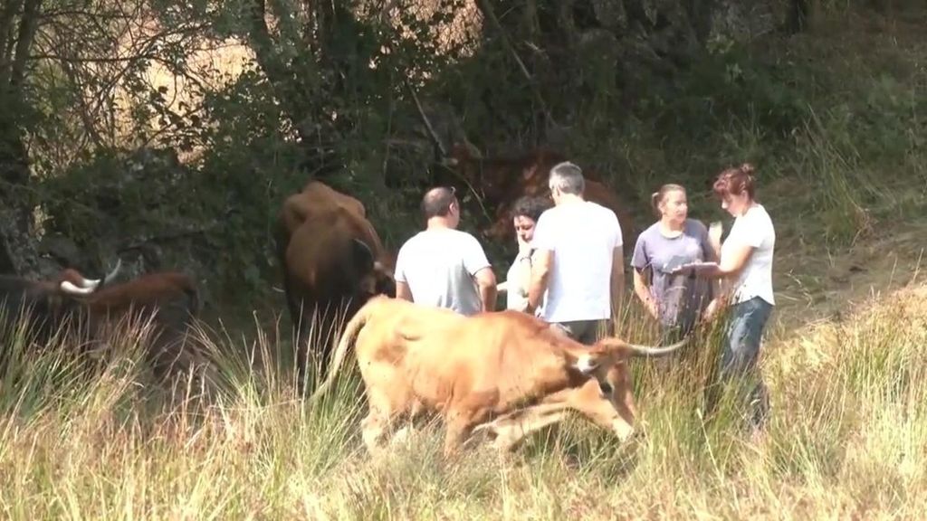 Qué ayudas esperan recibir ganaderos y agricultores afectados por los incendios