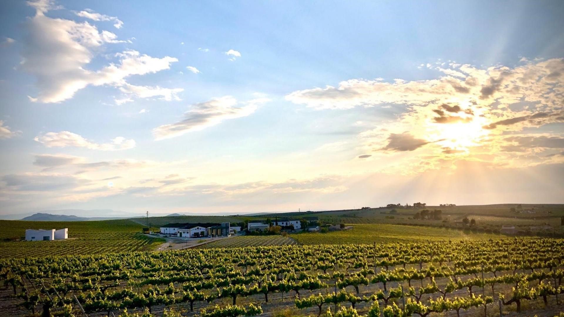 Un viñedo de Montilla-Moriles