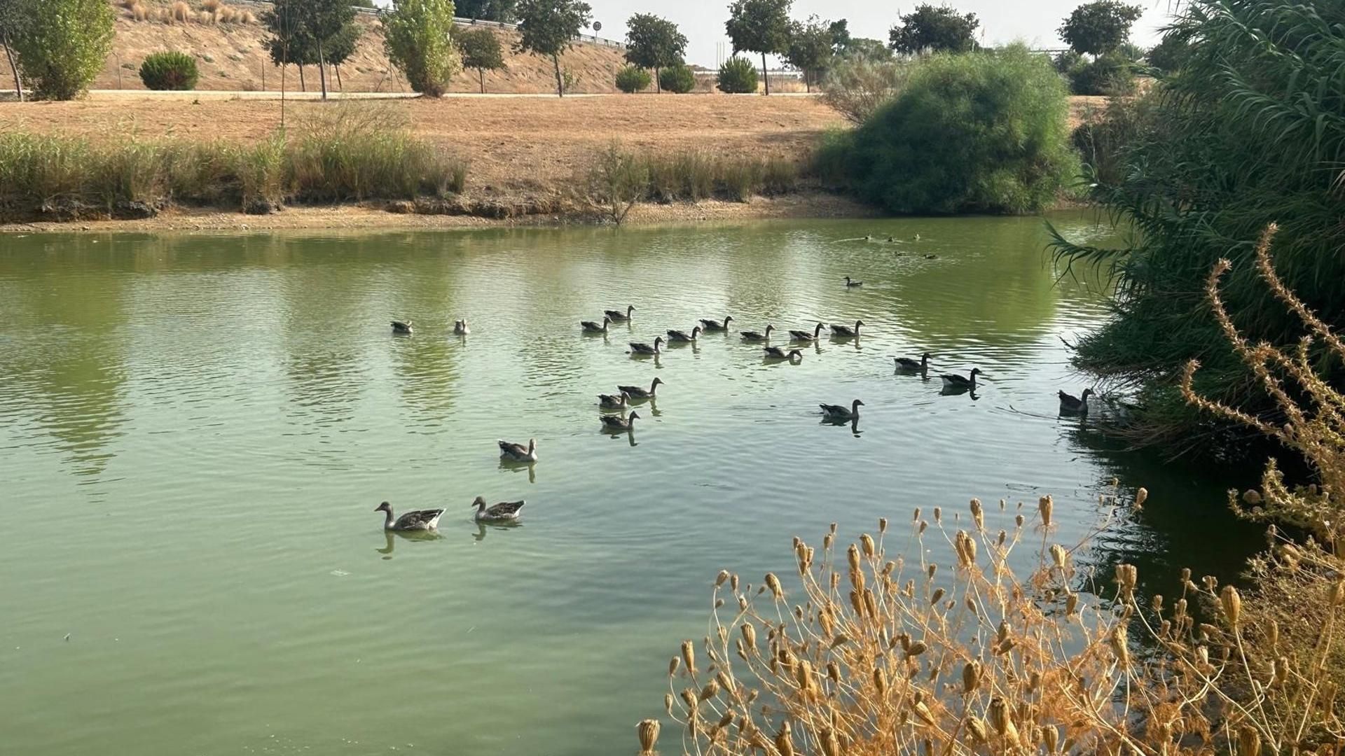 Aves en el Parque del Tamarguillo