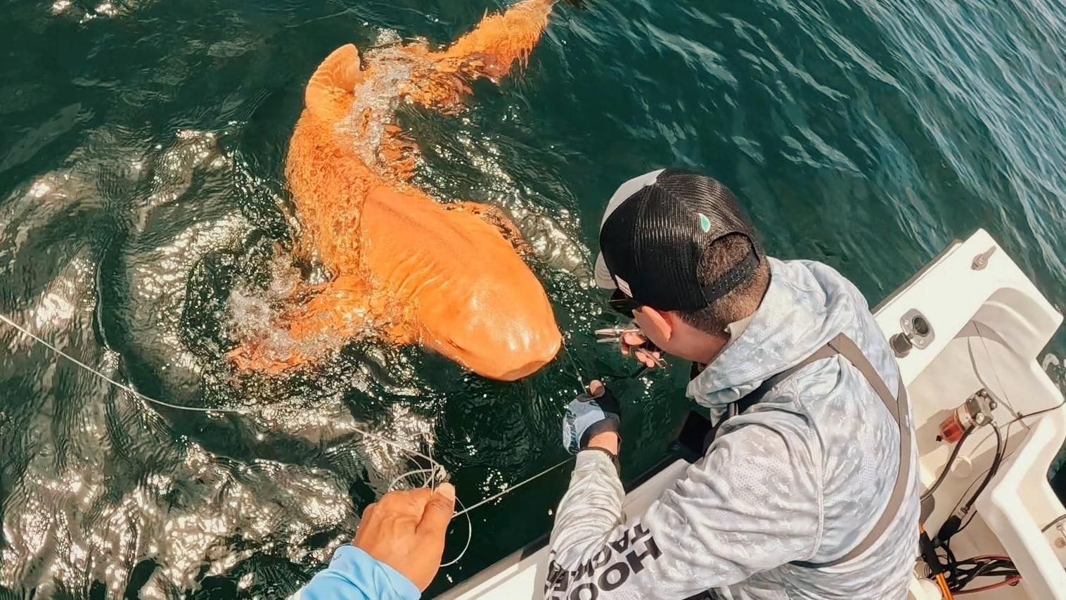 El ejemplar naranja de tiburón nodriza capturado en aguas de Costa Rica