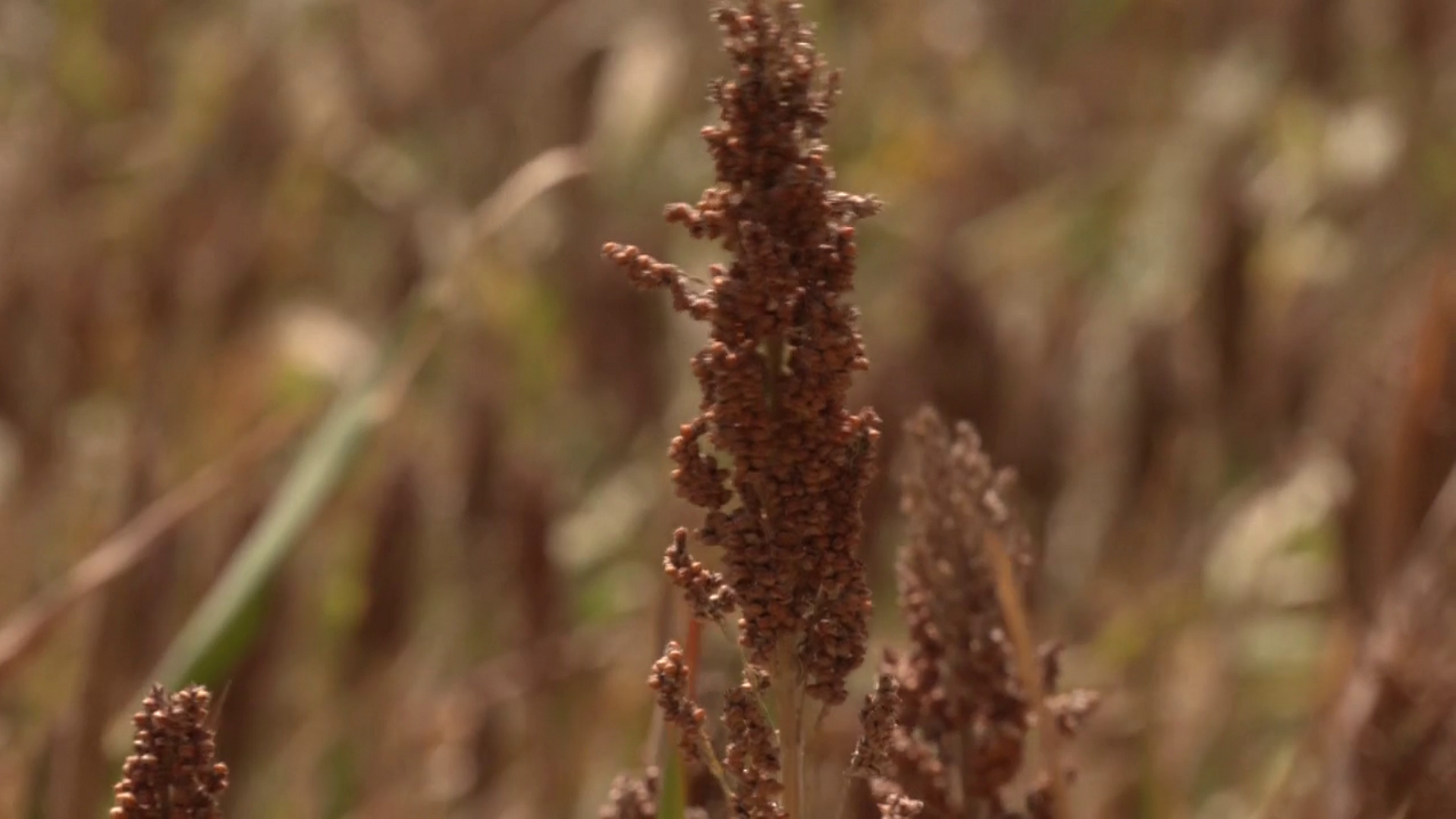 El sorgo, el cereal cuyo cultivo ya se extiende en España: apenas necesita agua y resiste cualquier sequía