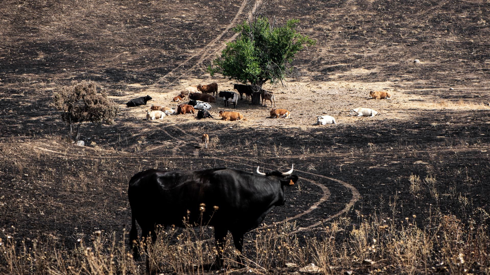 Varias vacas rodean un árbol en la zona quemada del Soto de Viñuelas, Tres Cantos, Madrid