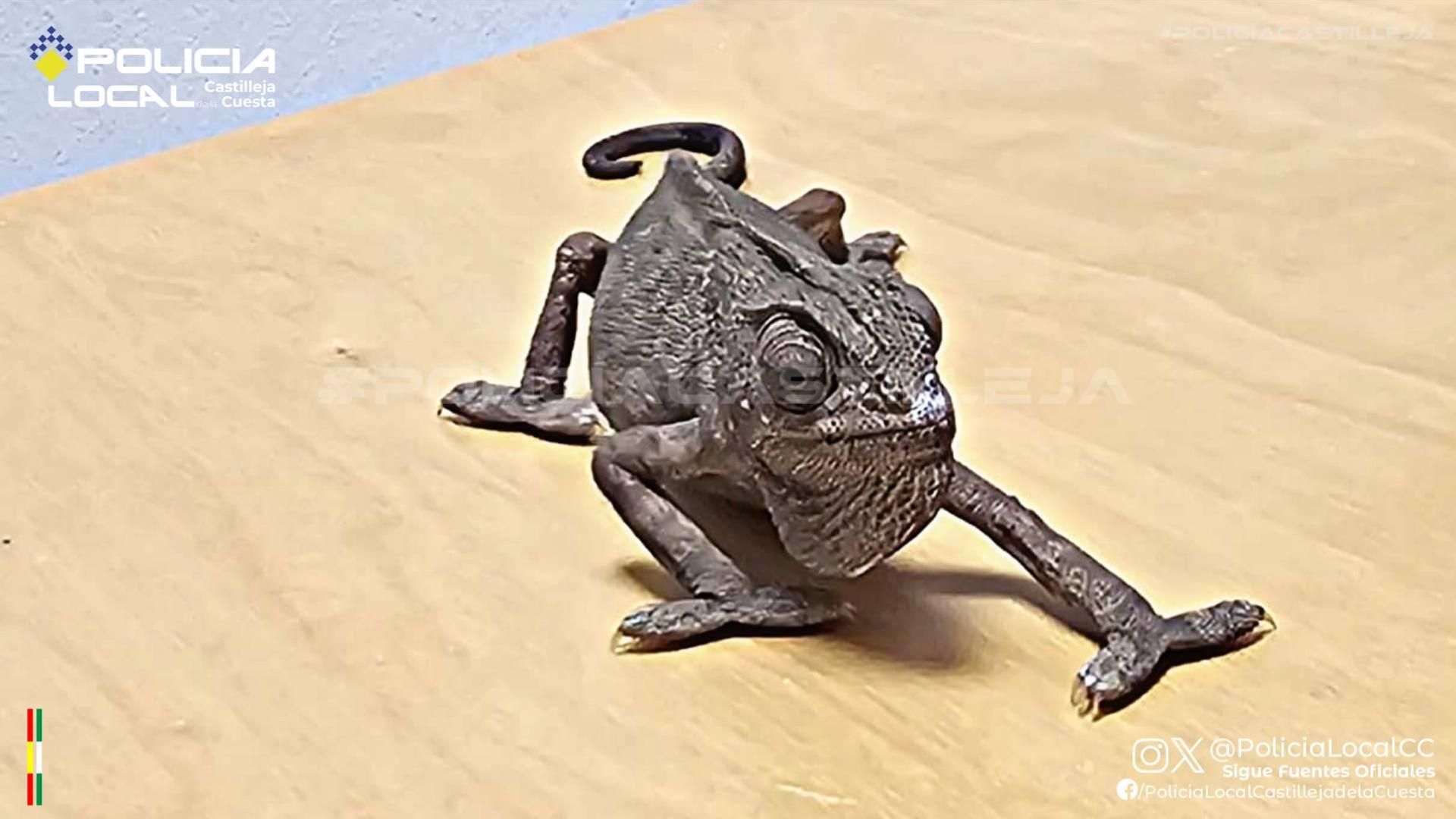 Camaleón entregado a la Policía de Castilleja de la Cuesta, en Sevilla