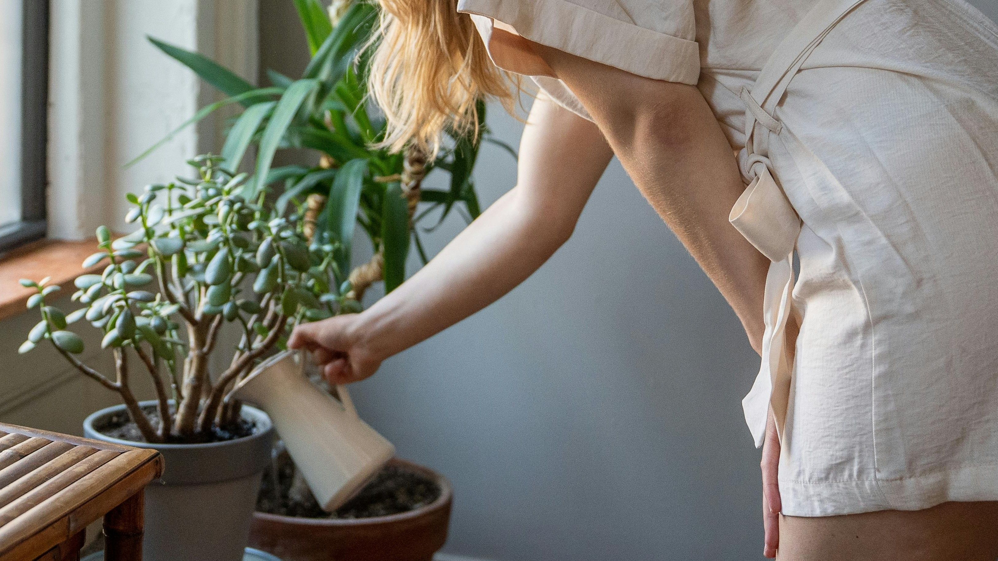 Es una planta que necesita poco riego. FUENTE: Pexels