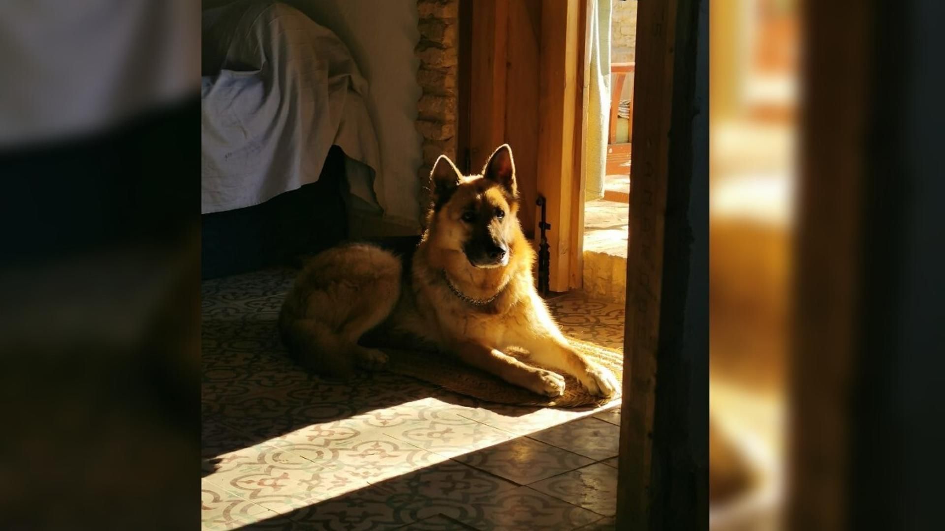 Imagen del perro fallecido del alcalde de Paterna del Campo, Huelva