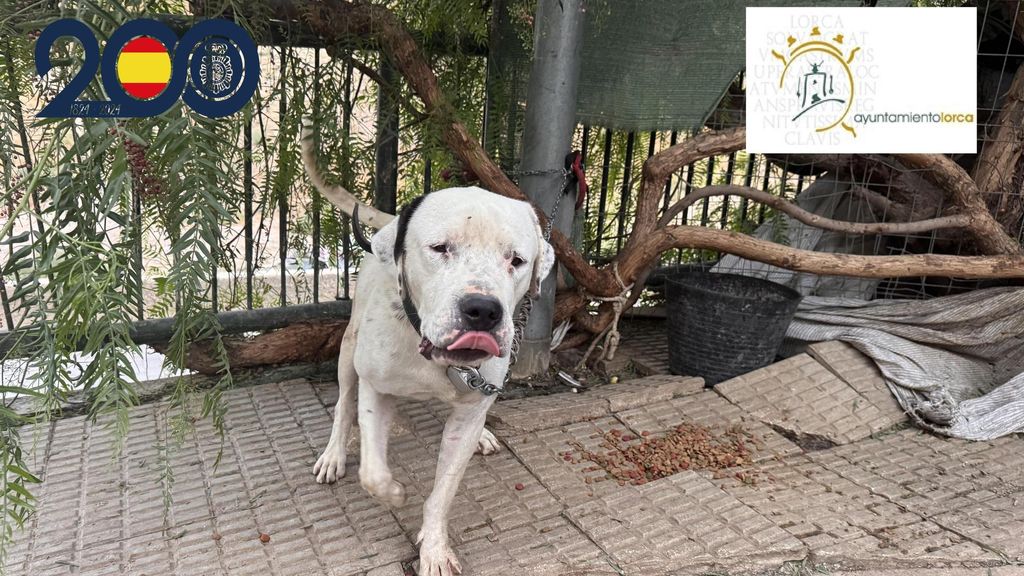 Investigan en Lorca a una mujer por dejar a su perro atado a pleno sol y sin agua ni comida