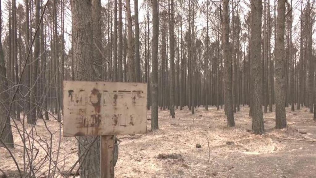 Alarma medioambiental tras los incendios: la ceniza arrastrada por las lluvias podría contaminar ríos y acuíferos
