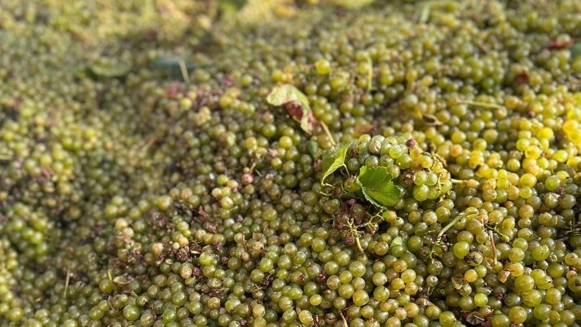 El Gobierno de Canarias refuerza las medidas fitosanitarias para proteger los viñedos de la filoxera