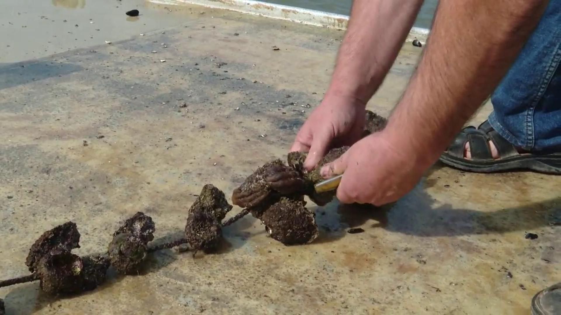 El panorama desolador del mejillón: ¿por qué se dispara su precio?