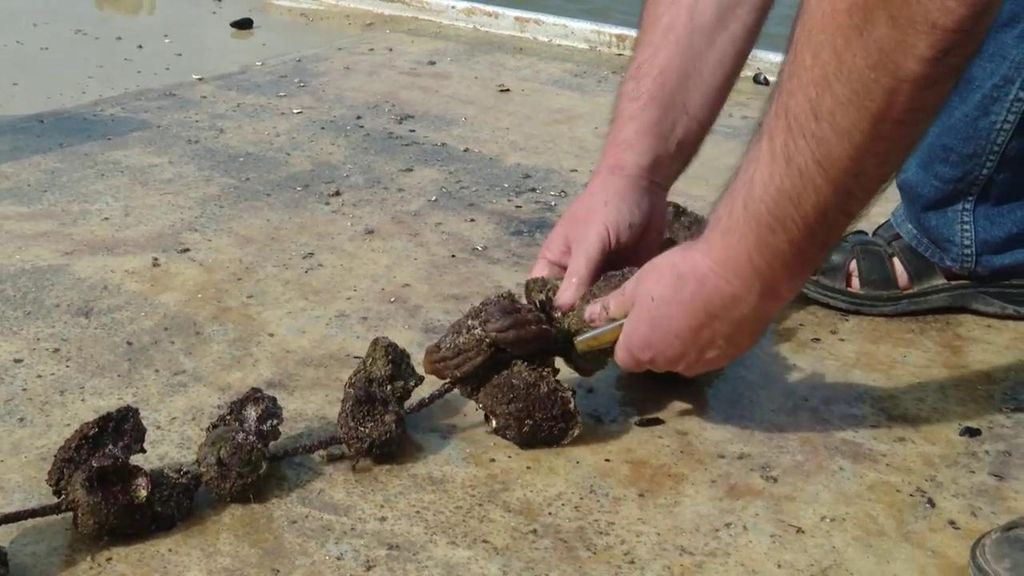 El panorama desolador del mejillón: ¿por qué se dispara su precio?