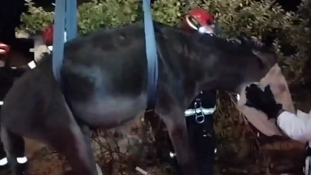 Rescatan a un burro caído a un pozo a más de tres metros en Robledo de Chavela, Madrid