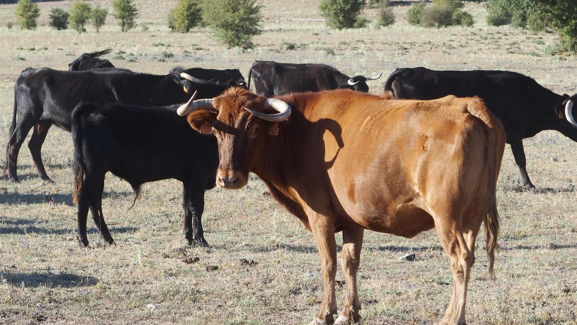 Cinco vaquillas permanecen desaparecidas en Alcalà de Xivert