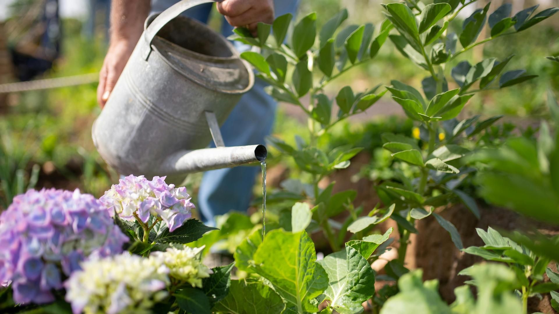 Cuándo regar las plantas en verano