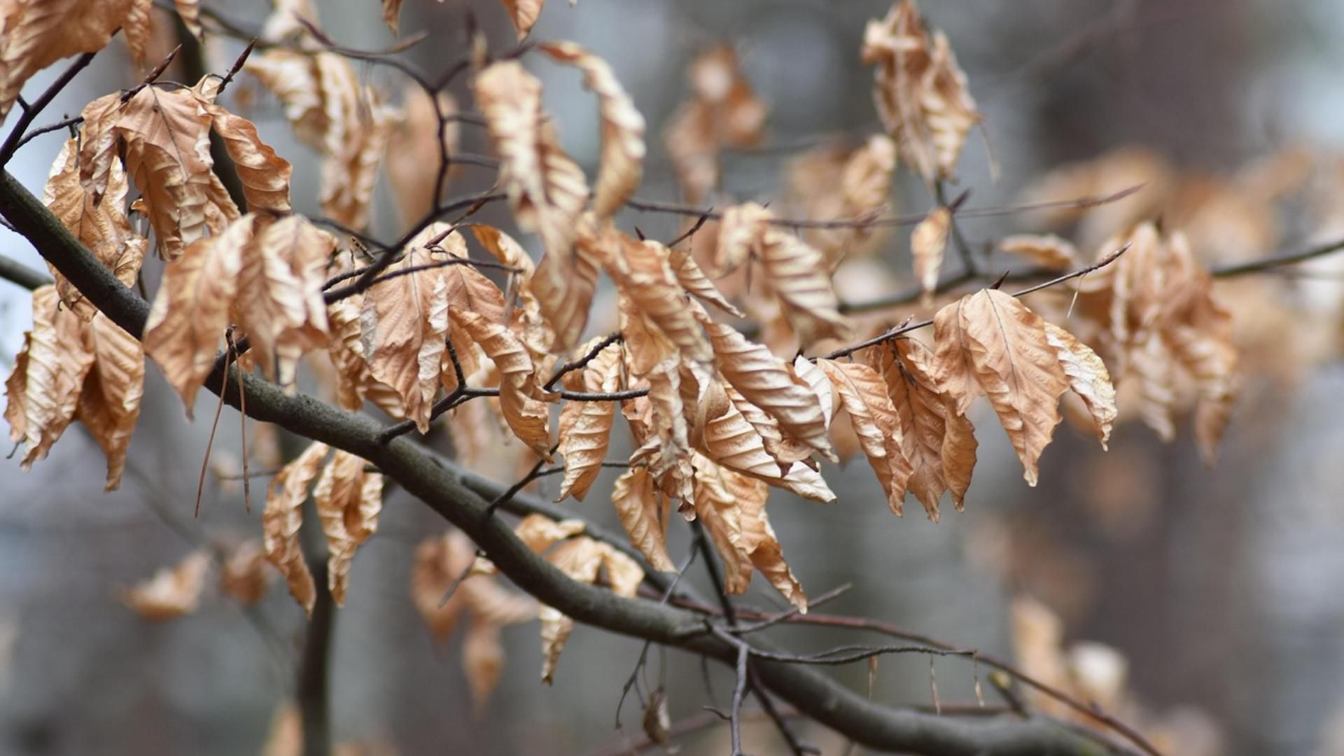 Imagen de archivo de un árbol con las hojas secas en otño
