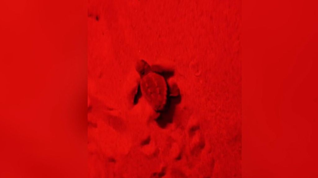 Nacen 43 tortugas en la playa de El Parador de El Saler