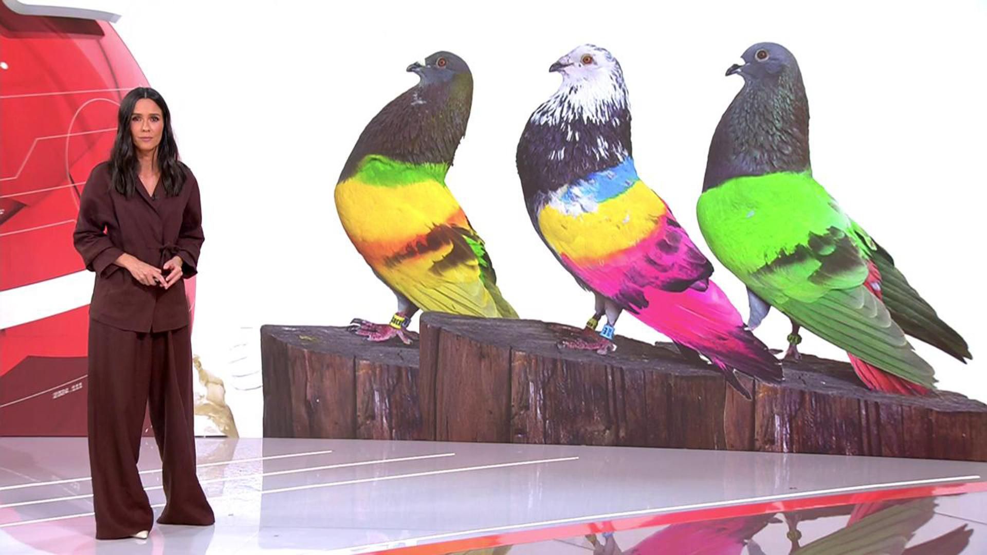 2025 09 02 1241 REC Cuatro REC.ts.0x0.158113517854500 2025 09 02 1241 REC Cuatro REC.ts.0x0.158113517854500