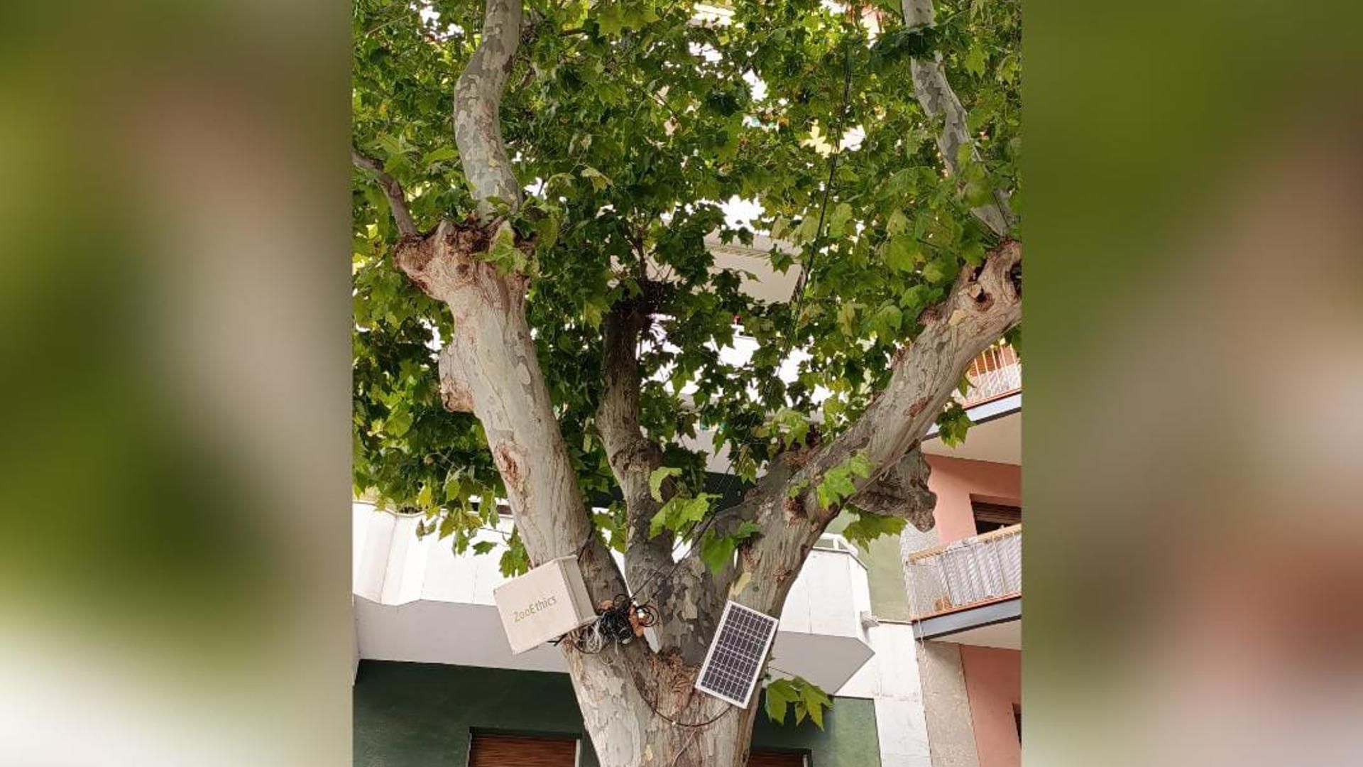 Altavoces para ahuyentar a estorninos de Valls