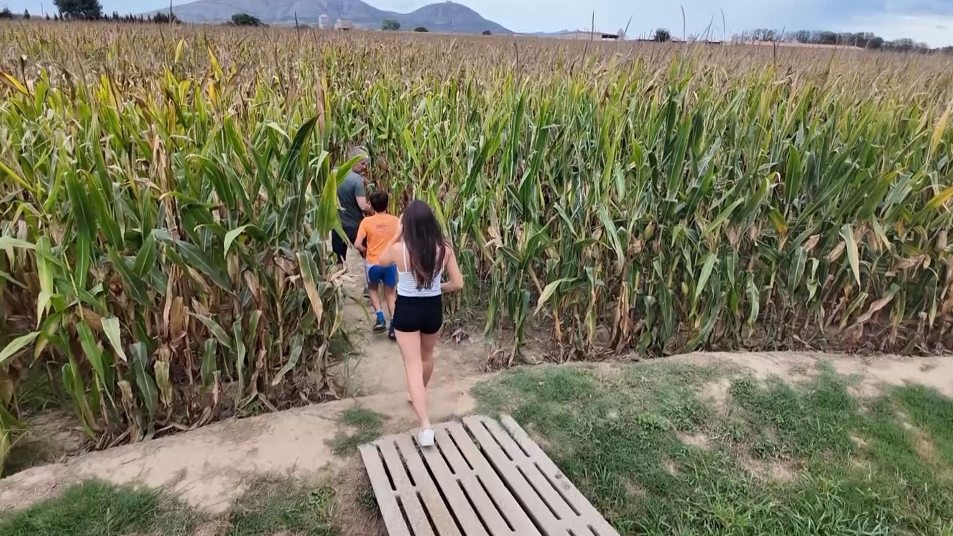 Marc convierte su cultivo de maíz en un laberinto para lograr ingresos