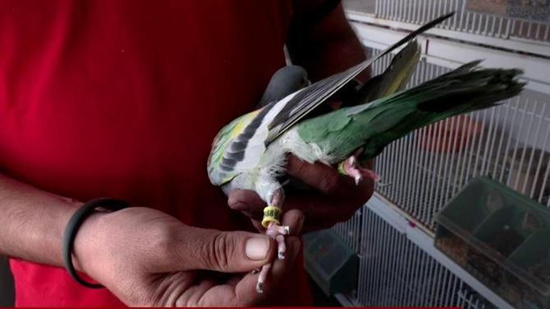 Roban tres palomos de competición valorados en 170.000 euros en Murcia: "La pérdida también es sentimental"