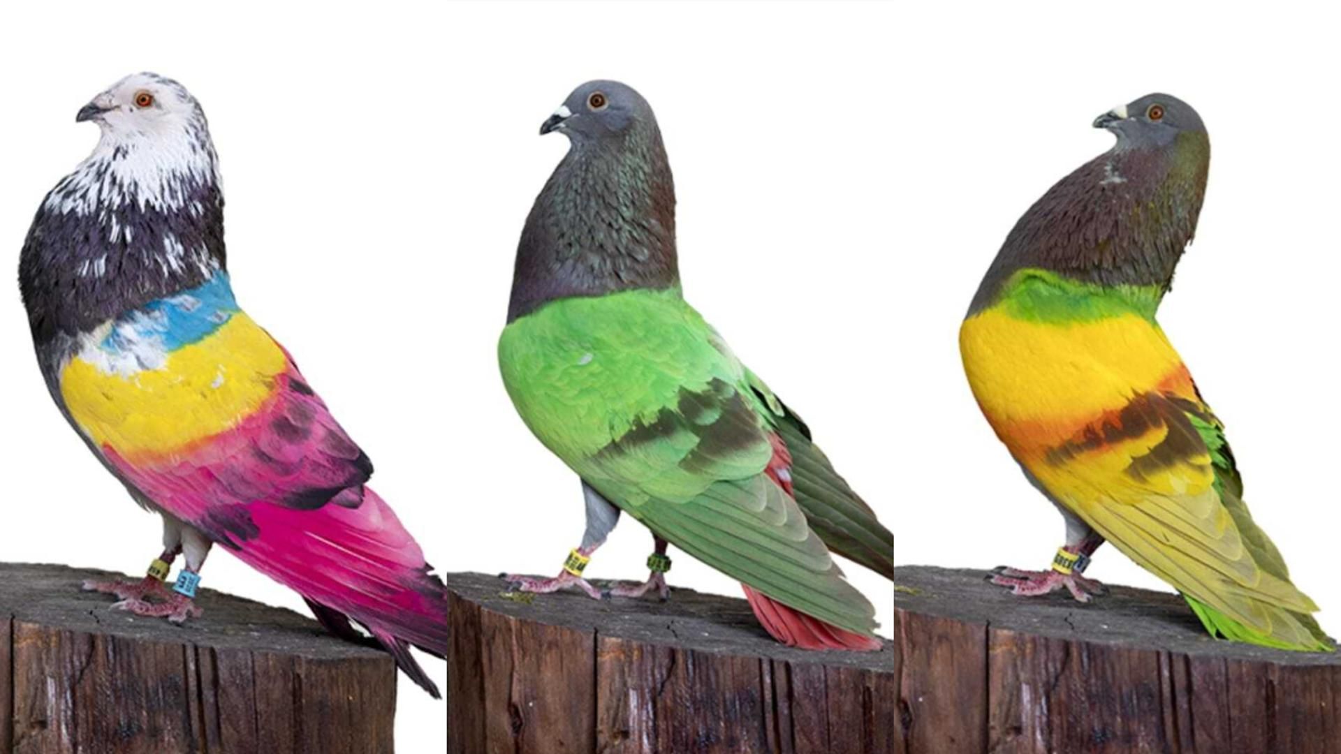 Sordo, Gran Capitán y Joker, los tres palomos robados en Murcia