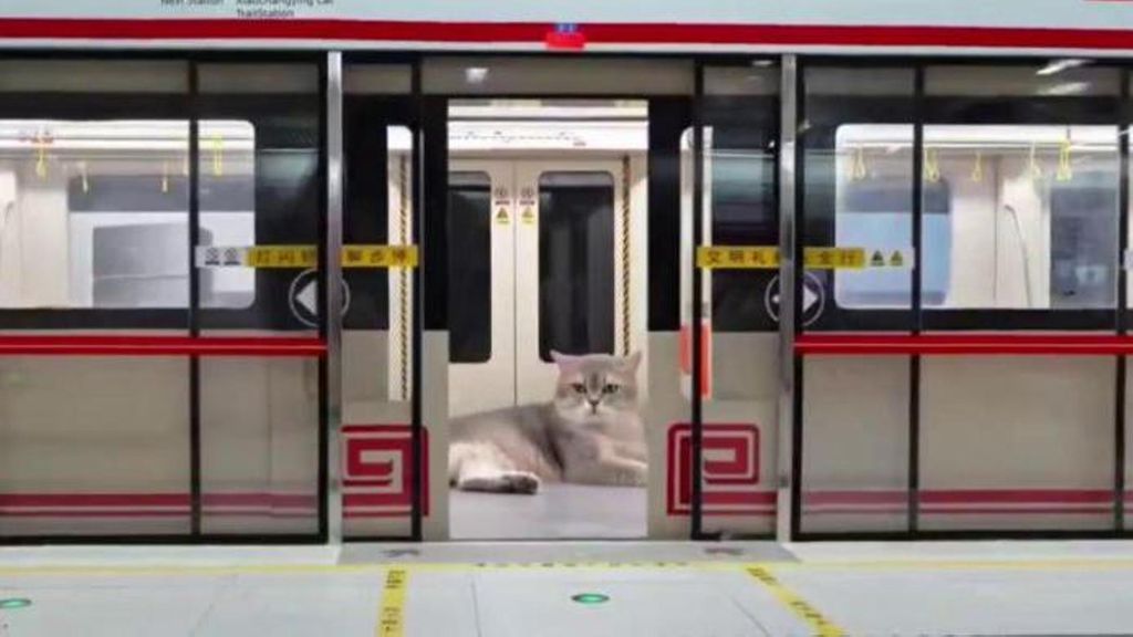 Un youtuber chino construye una ciudad a tamaño real para sus gatos con metros, restaurantes y supermercados