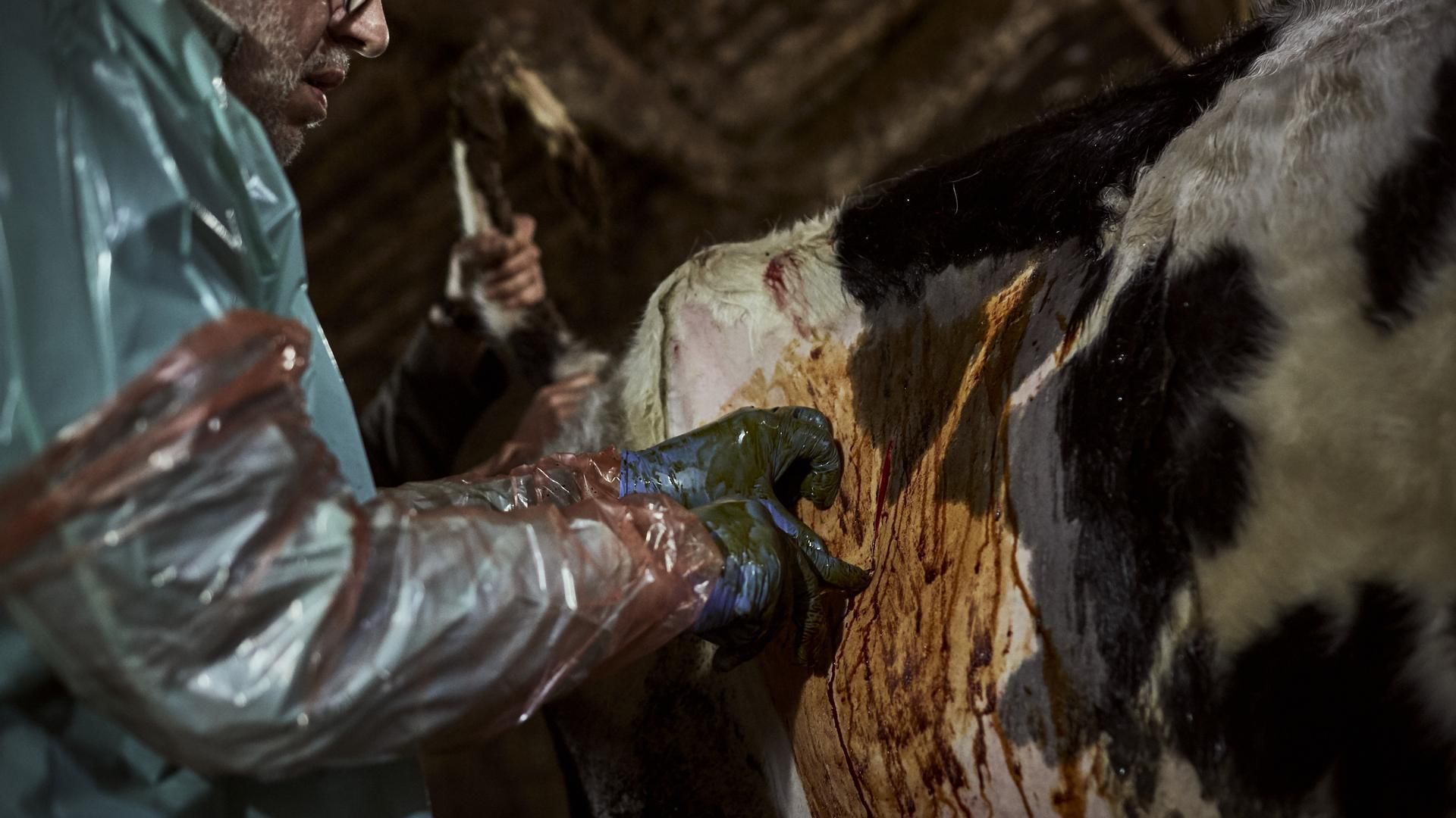 Archivo - Un veterinario rural trabaja, a 8 de abril de 2023, en Ourense, Galicia, (España).