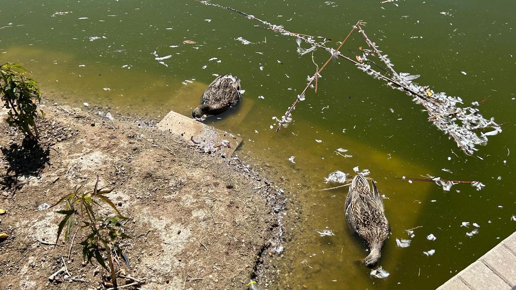 Aparecen varias aves muertas en un parque de Málaga