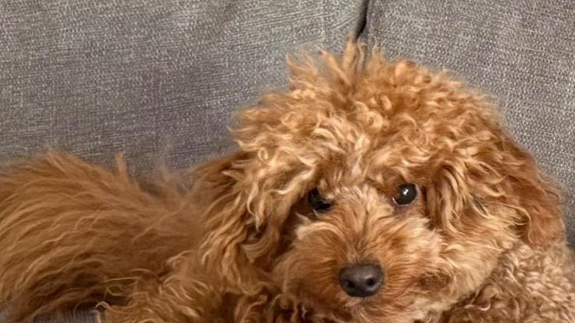 Drac, el perro desaparecido en Barcelona