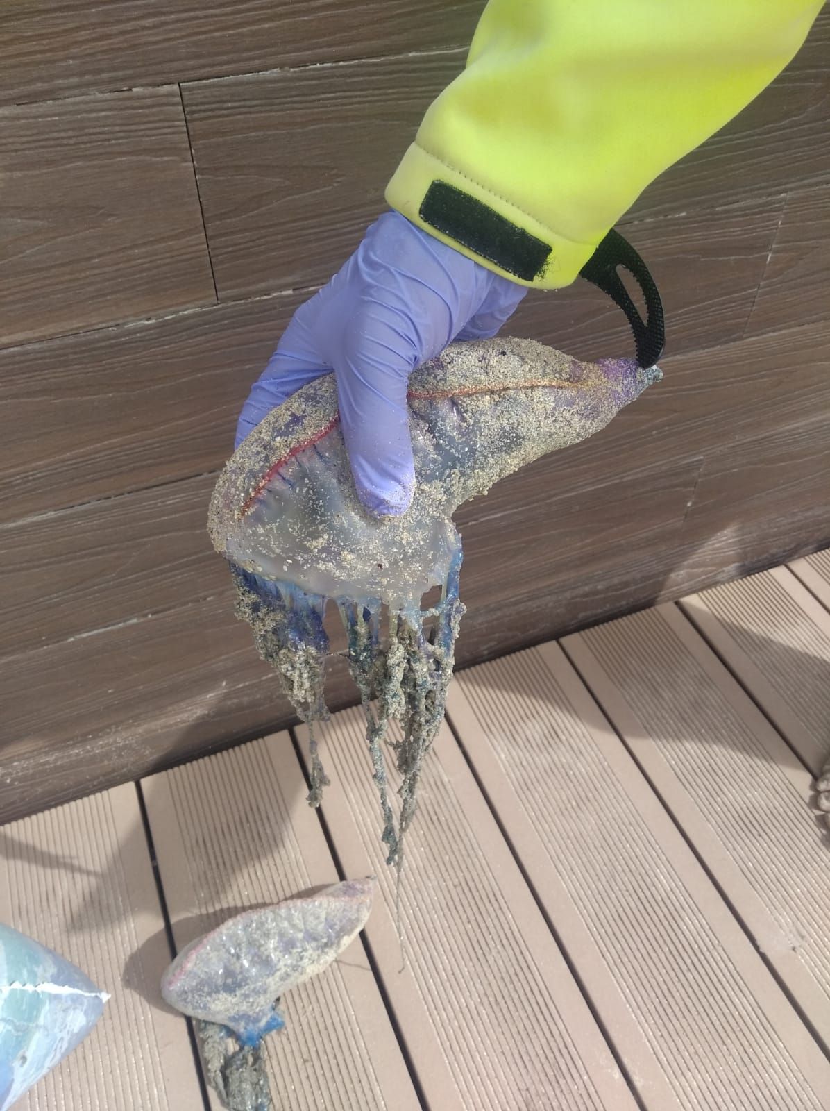 Socorristas de Sanxenxo recogen centenares de carabelas