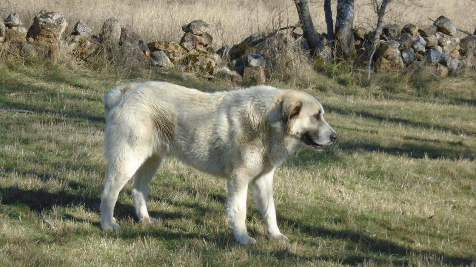 Un ejemplar de mastín
