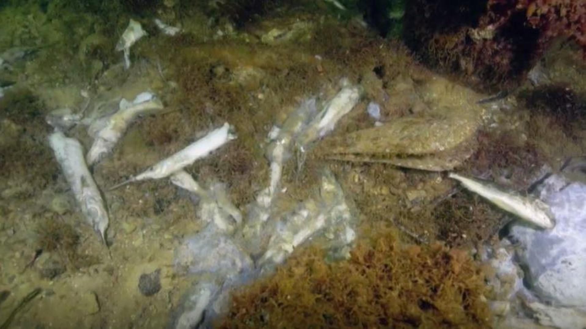 Una plaga de algas está provocando la mayor destrucción masiva de ecosistemas submarinos de la historia en Australia