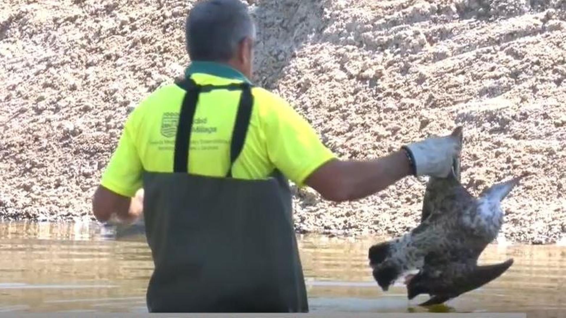Cierran parques en Sevilla y Málaga por la masiva aparición de cadáveres de aves: la gripe aviar en el punto de mira