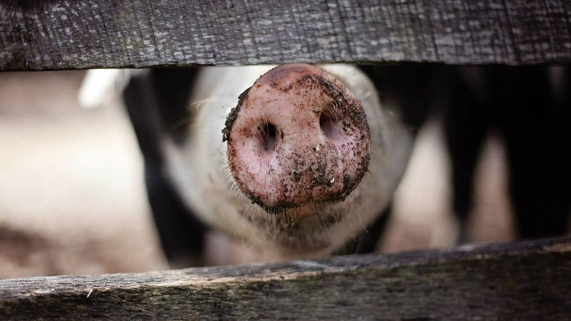 Denuncian a una granja de Cantallops, Girona, por tener un depósito de cadáveres de cerdos.