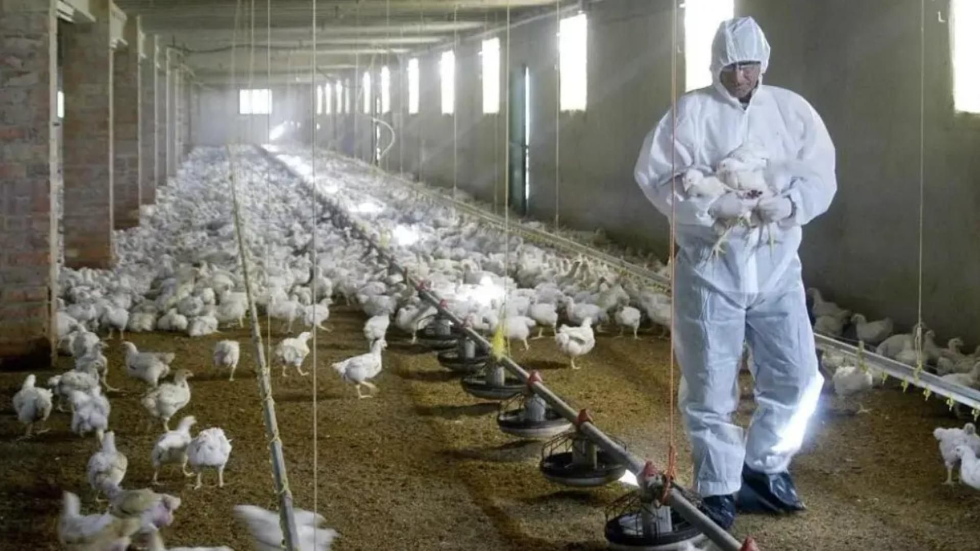 Intervención en una granja afectada por la gripe aviar - ARCHIVO