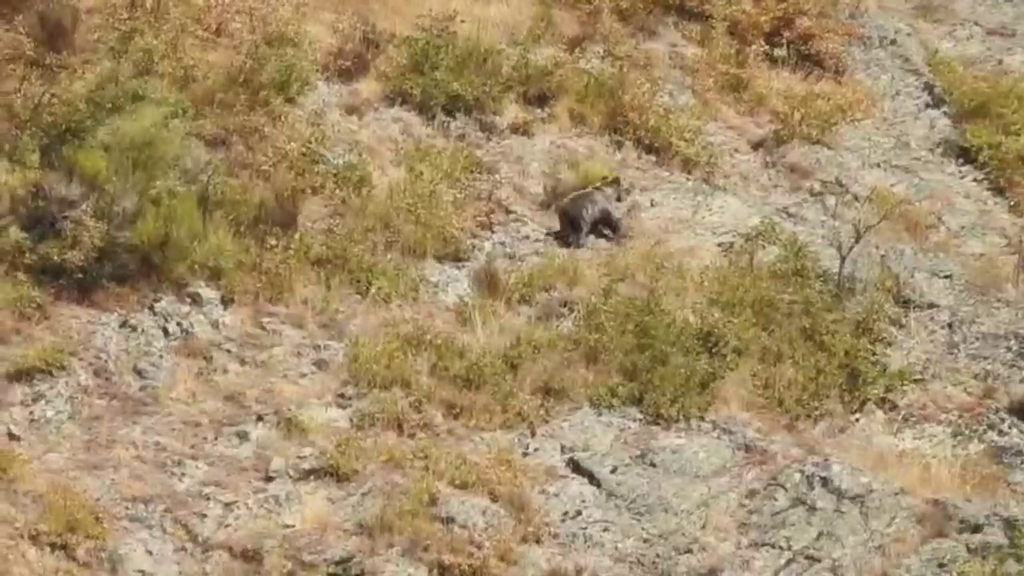 Difunden las imágenes del oso Barniedo corriendo por los montes leoneses