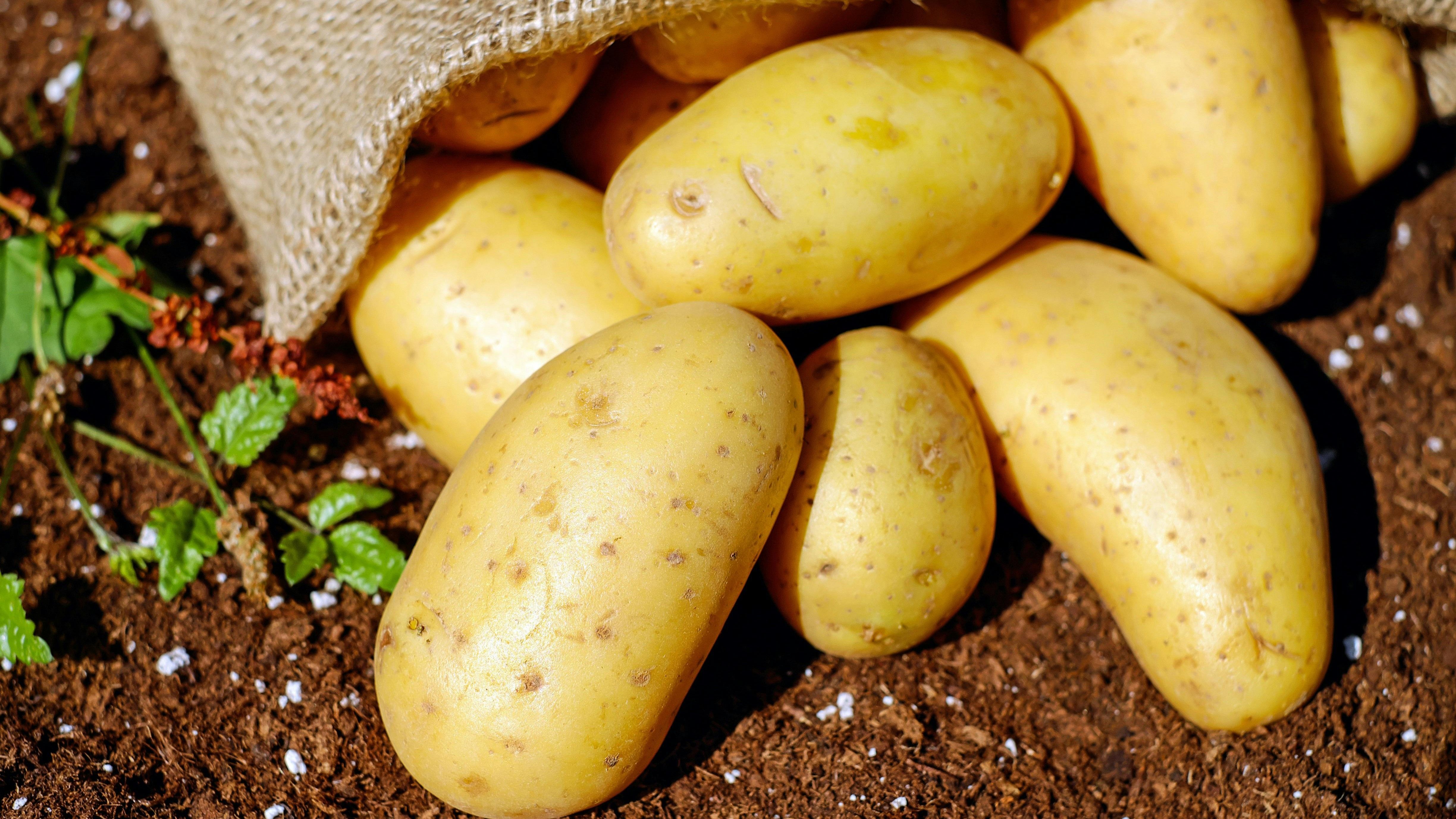 Elige patatas harinosas. FUENTE: Pexels