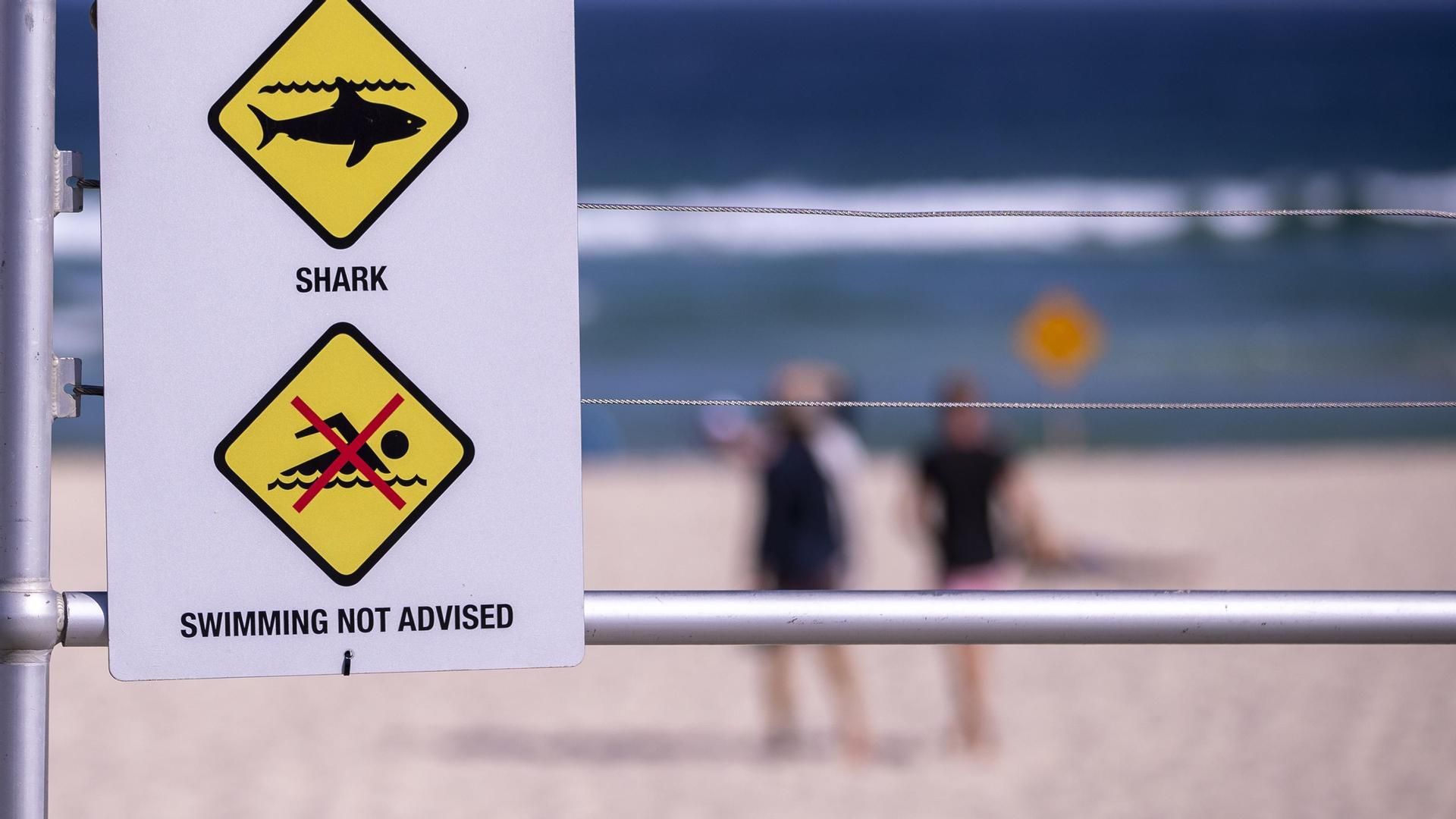 Muere un surfista en una playa de Sídney por el ataque de "un gran tiburón"