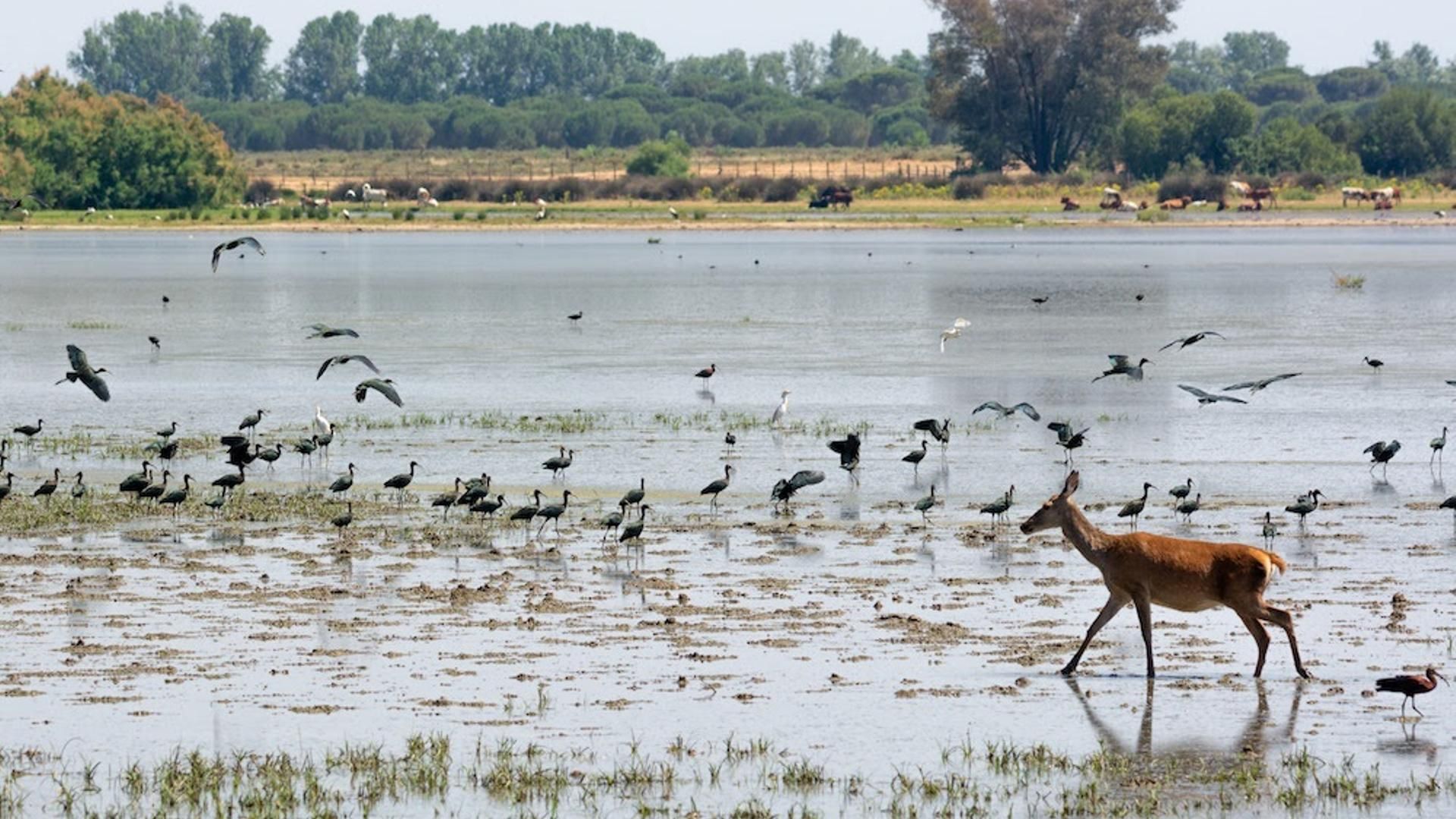 Aves y mamíferos en el Espacio Natural de Doñana
