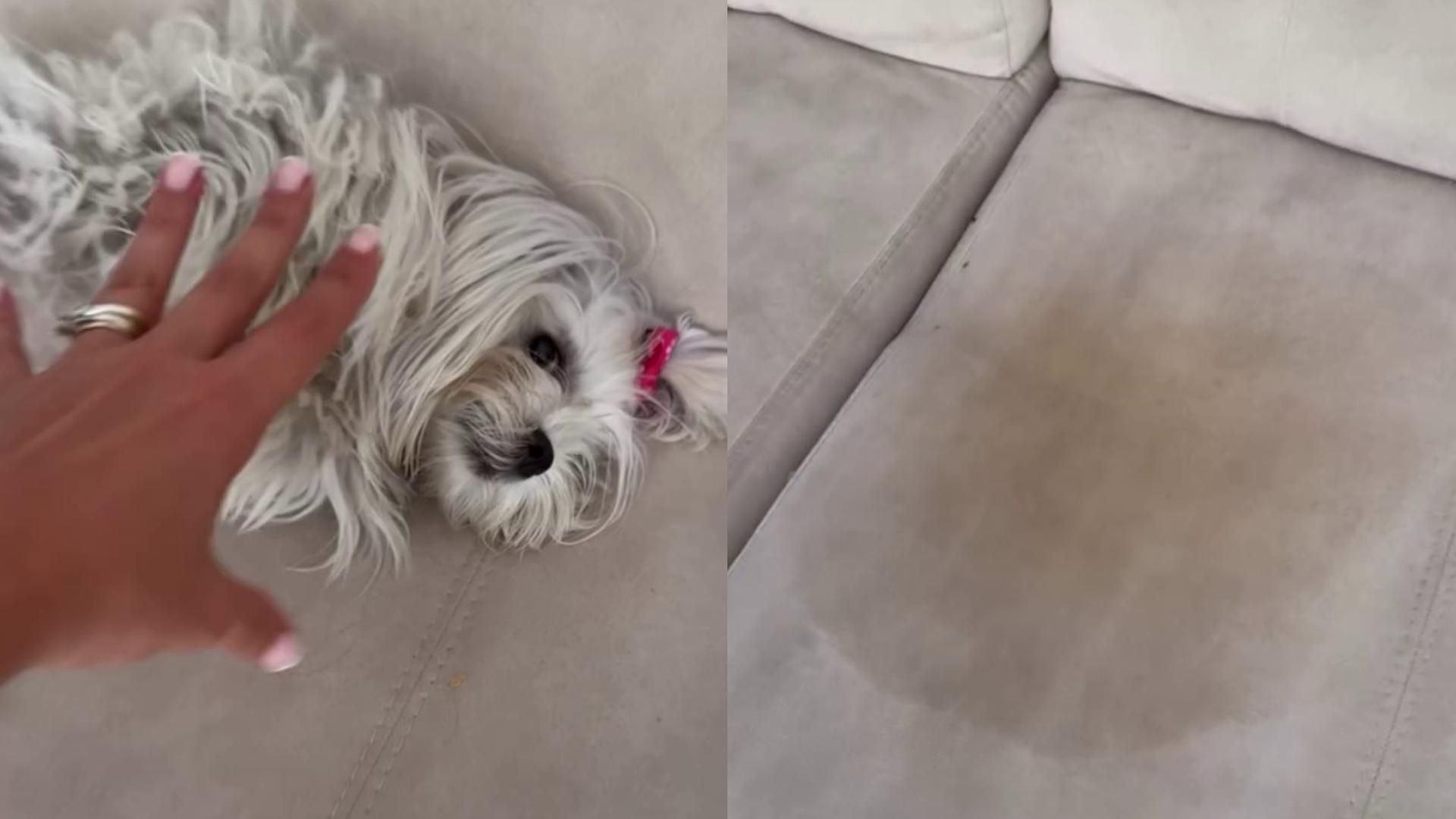 La perra de Marta Peñate se hace pis en el sofá desde que Tony Spina está en 'Sv All Stars'