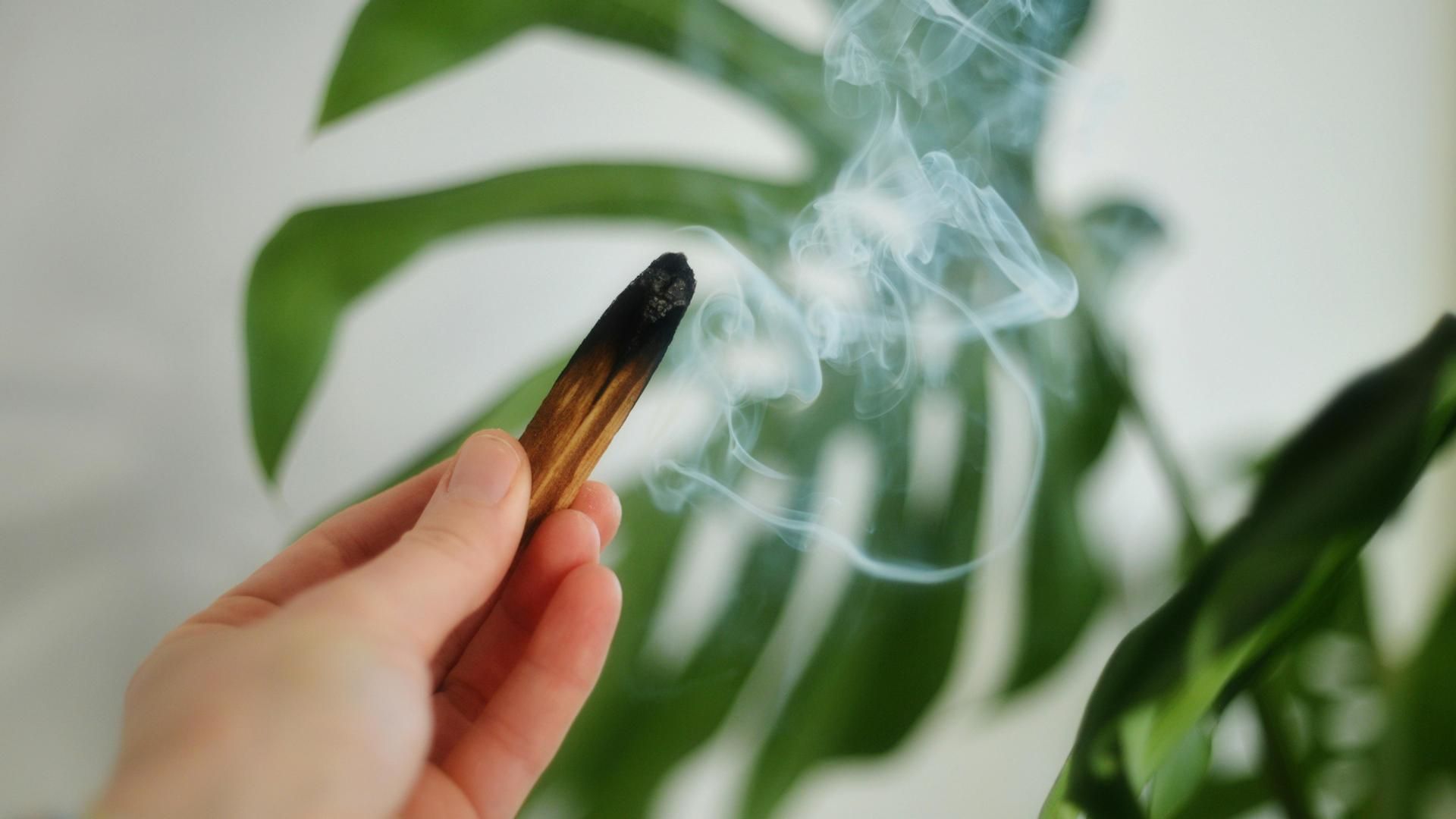 Palo santo Palo santo