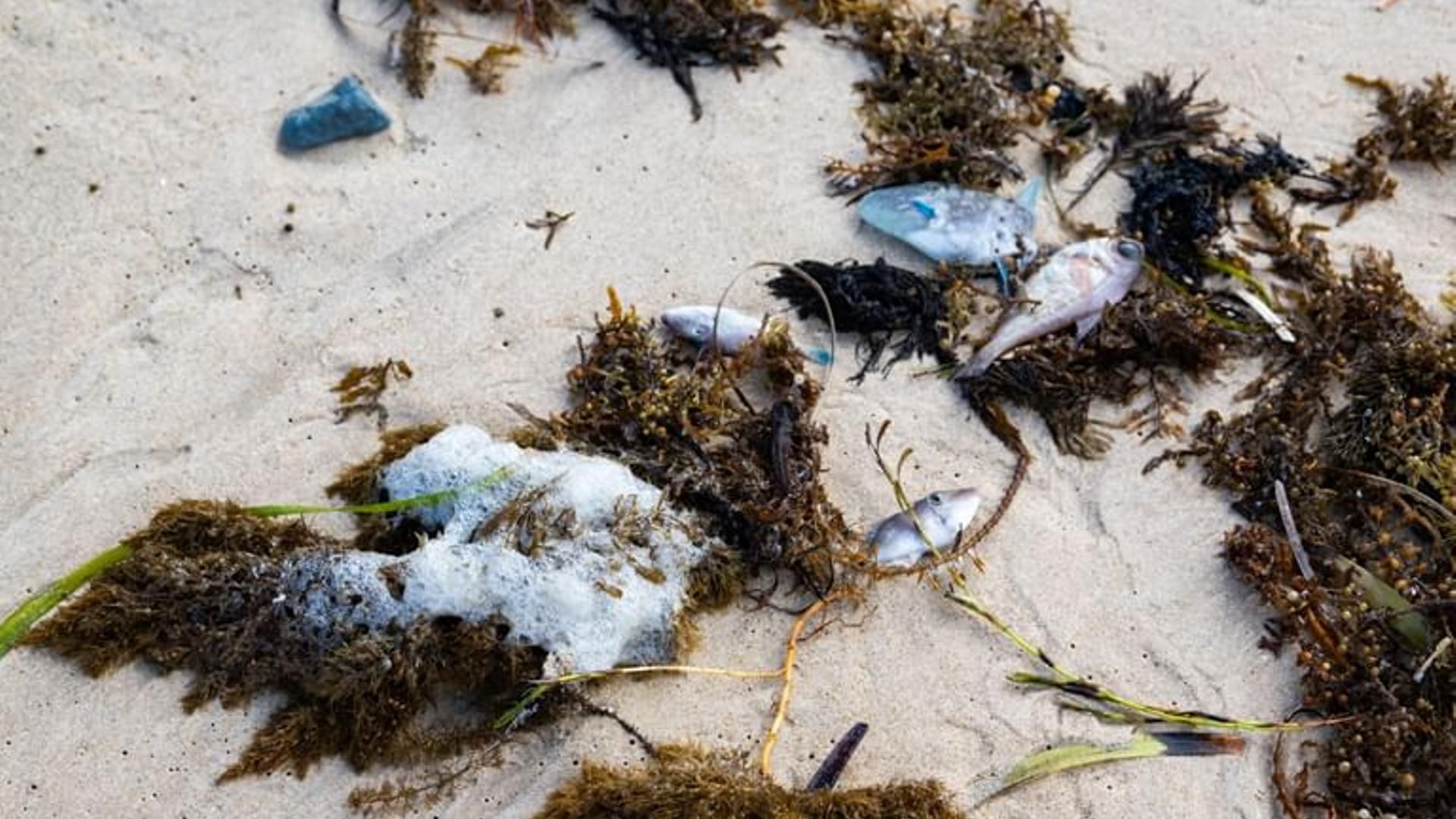 Restos del alga 'Karenia Mikimotoi' en las playas del sur de Australia