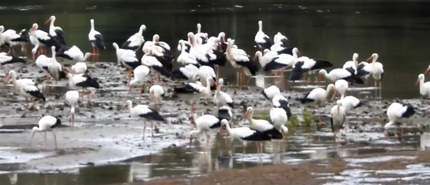 Román Díaz ha captado la imagen de decenas de cigüeñas en Plaiaundi