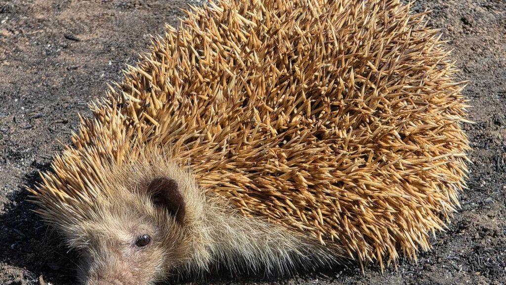 Un colectivo femenino, y sus perros de rescate, la esperanza de muchos erizos tras los incendios en Huelva