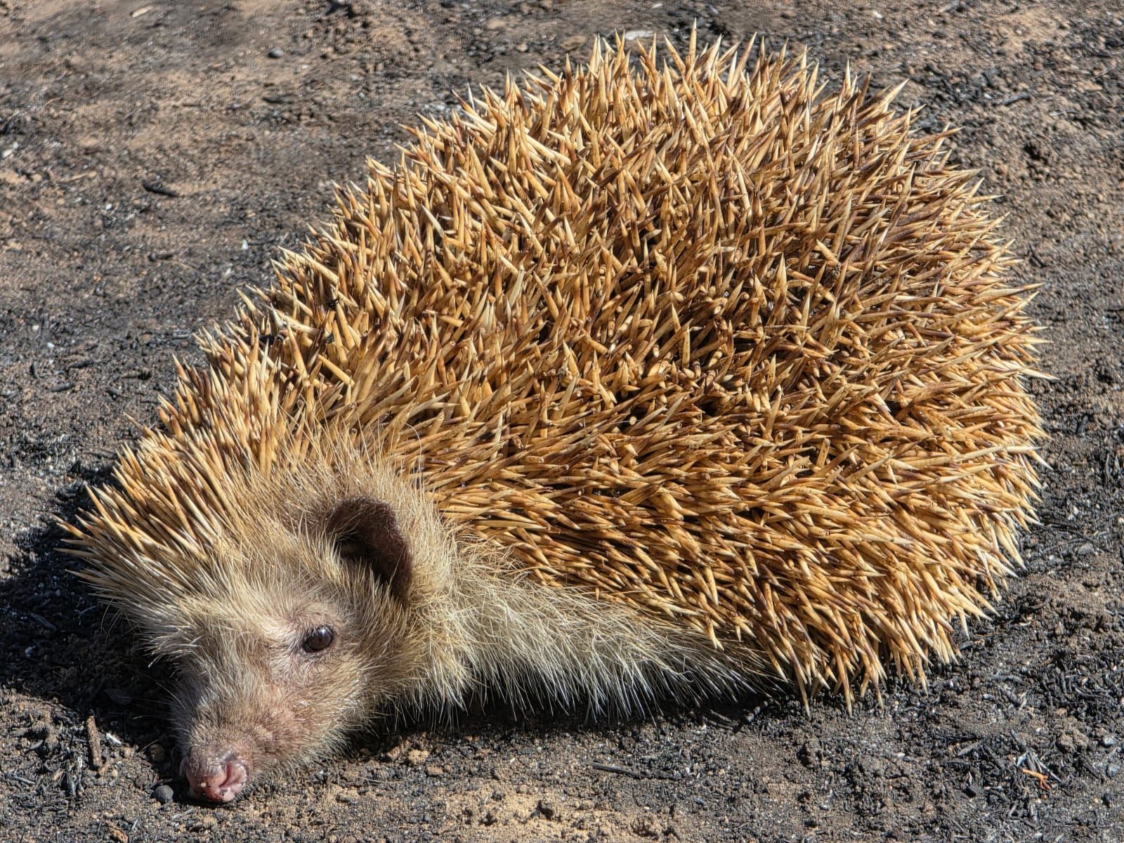 Un erizo rescatado en una zona de Doañana calcinada por un incendio