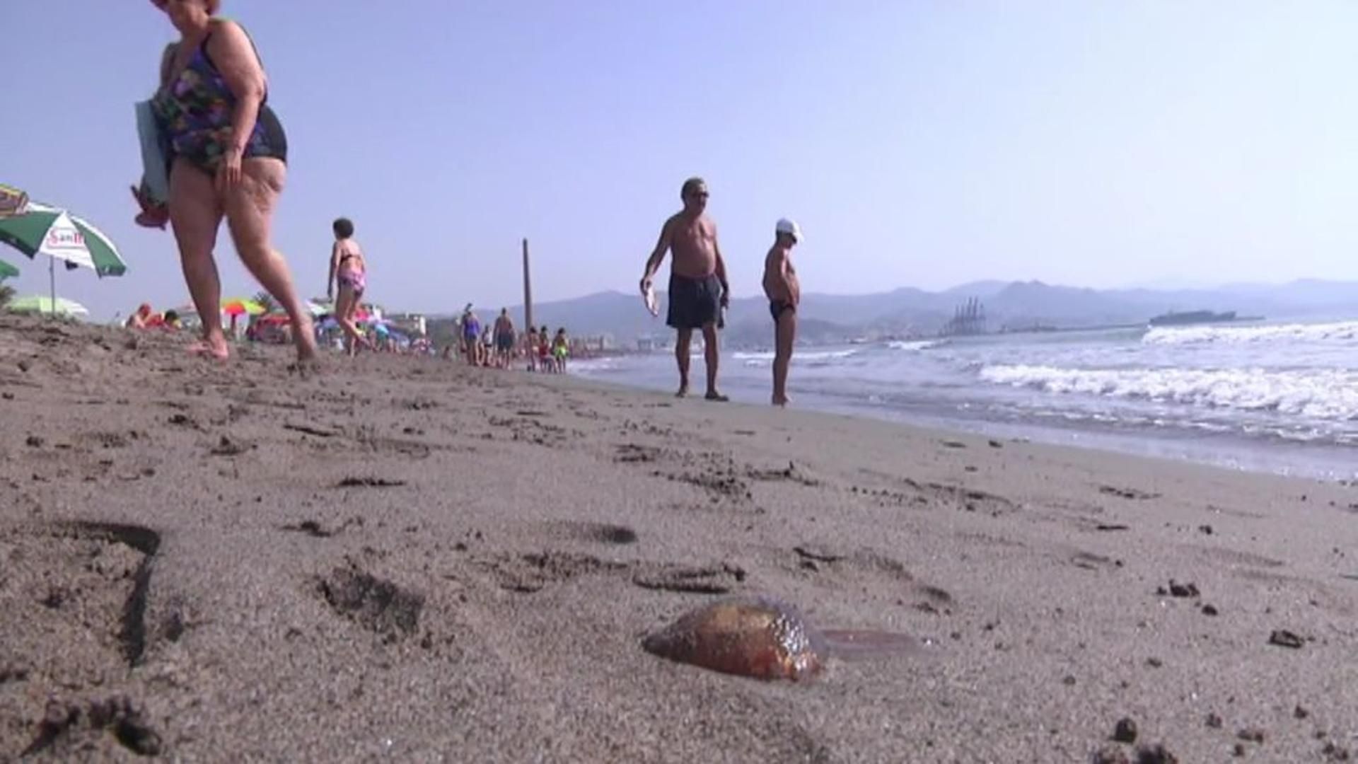 Una nueva plaga de medusas obliga a cerrar varias playas del litoral malagueño
