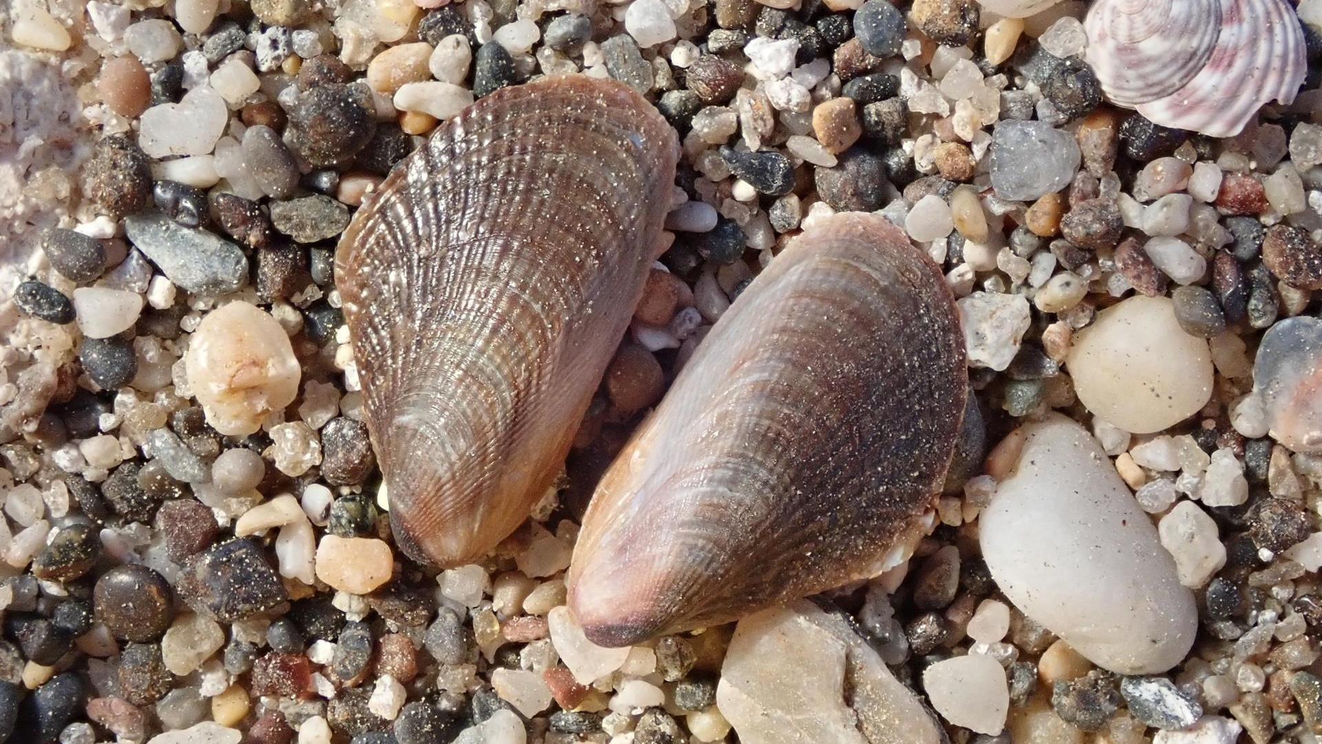 Ejemplares de mejillón egipcio detectados en aguas de Carboneras (Almería)