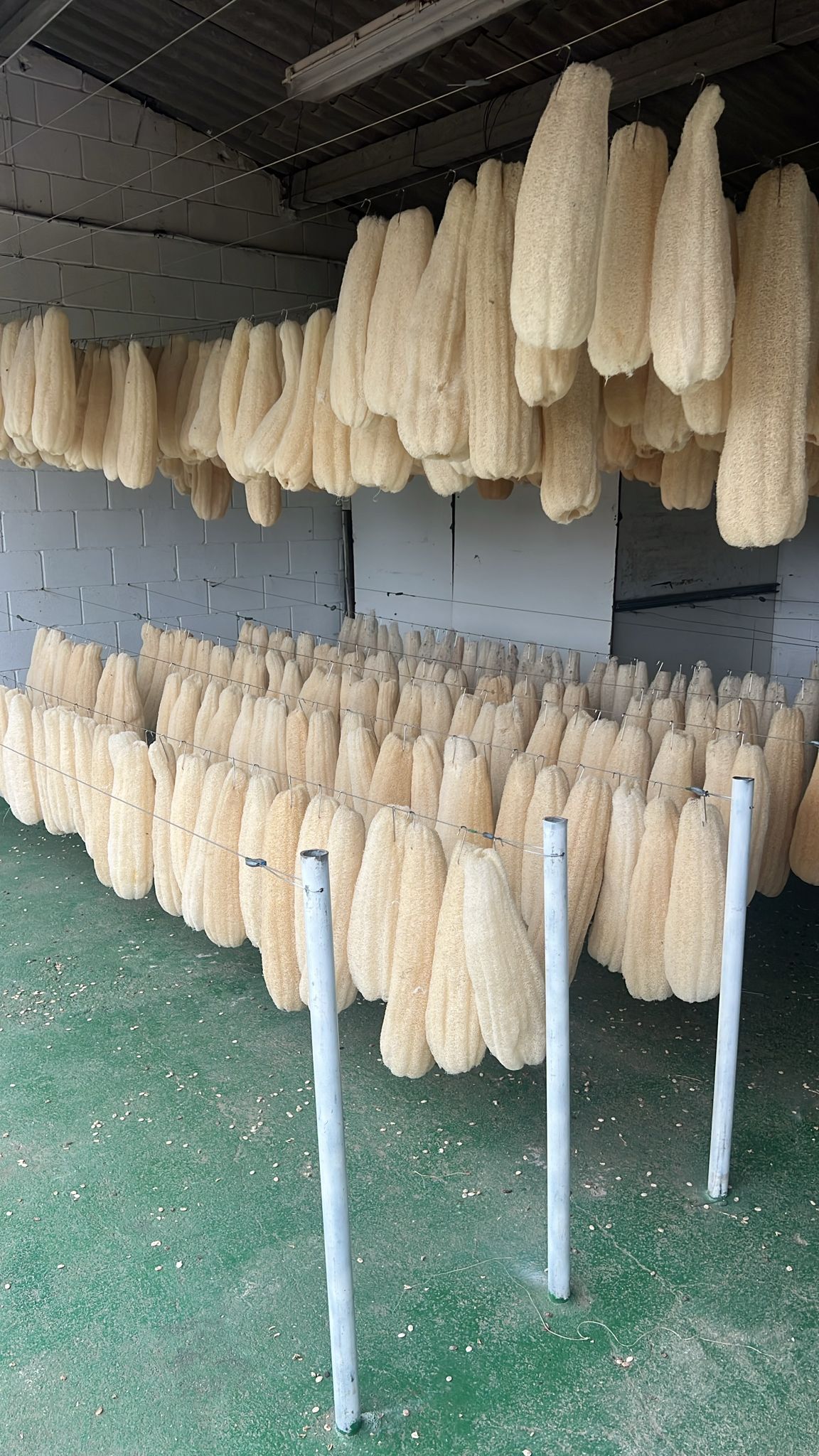 Esponjas vegetales durante el proceso de secado en la planta de iberluffa en Caldas